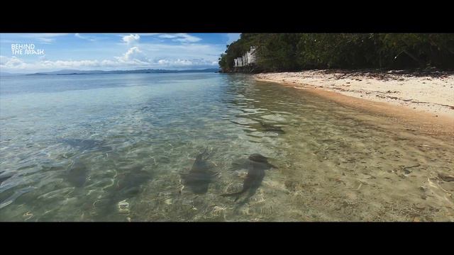 Colour of Raja Ampat - Raja Ampat above and under water 4K смотреть онлайн
