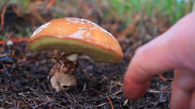 MVI 0074 Suillus luteus смотреть онлайн