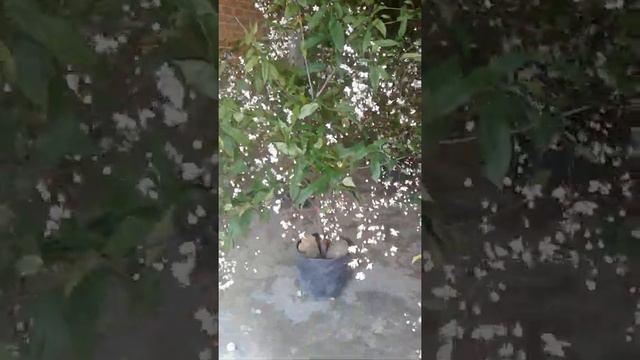 hoa dạ ngọc minh châu( chân dài tới nách)😘 смотреть онлайн