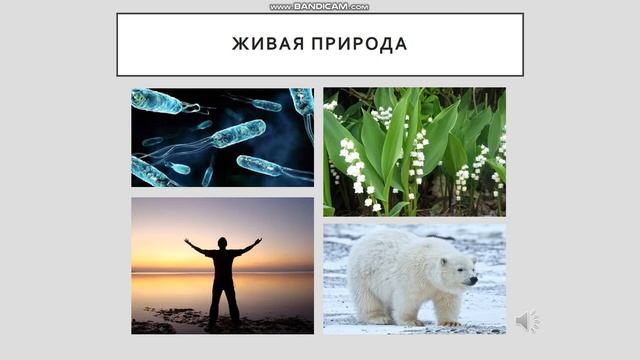 Урок окружающего мира "Живая и неживая природа" смотреть онлайн