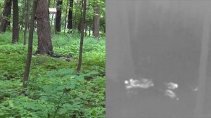 FORTUNA.ARMY - тепловизор для охоты ,монокуляр тепловозор, охота с тепловизором pulsar