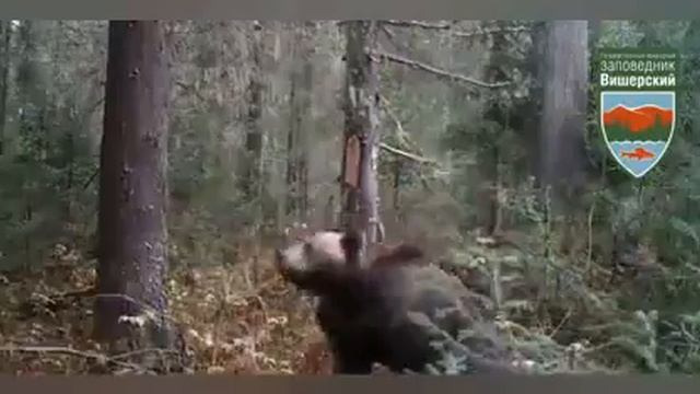 Медведь в заповеднике Вишерский Пермского края смотреть онлайн