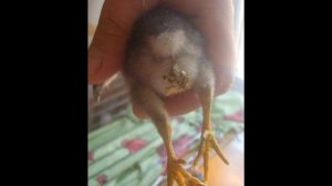 Чем лечить цыплят от поноса?