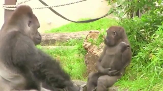 Отец играет с сыном смотреть онлайн