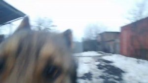 Волкособ, знакомство с моим домашним волком.mp4