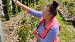 3 простые опоры для пионов | Ставим опоры пионам: самую простую, самую быструю и самую дешевую