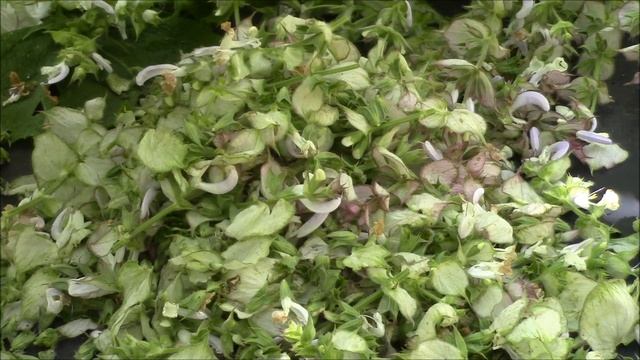 Шалфей.  Как собирать и сушить шалфей мускатный?