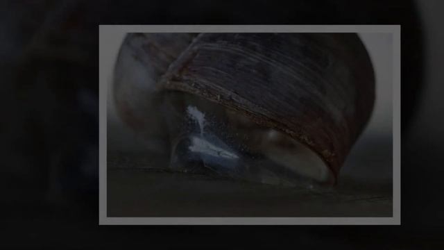 ?САМЫЙ ПРОЧНЫЙ МНОГОРАЗОВЫЙ КЛЕЙ СОЗДАН БЛАГОДАРЯ УЛИТКАМ смотреть онлайн
