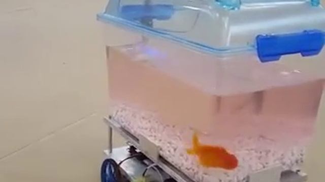 Рыбка на колесах смотреть онлайн