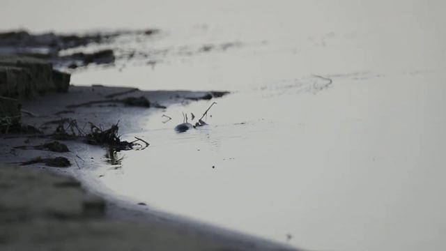 Змеи Нижней Волги смотреть онлайн