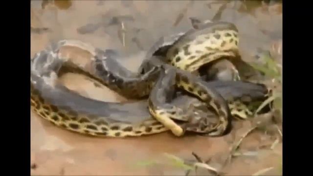 Anaconda vs Crocodile - Python vs Alligator compilation - Python vs crocodile смотреть онлайн