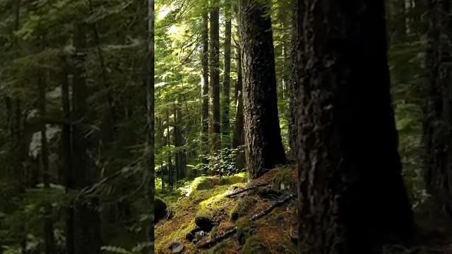 Из чего делают бумагу? смотреть онлайн