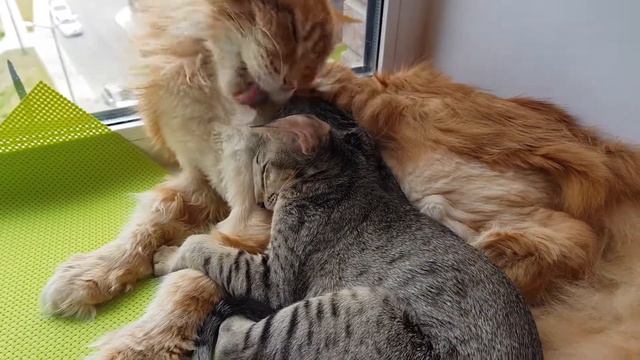 Мейн кун Рыжик и ориентал Коржик любовь и нежность котики смотреть онлайн