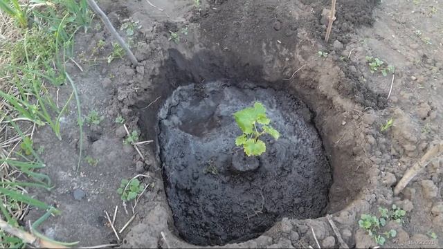 Высадка виноградных черенков в открытый грунт смотреть онлайн