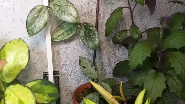 Крошка-новичок?ОБЗОР растений и добрая история о Крестовнике Роули?Хойи?Триколор чудит?Гинура?Мирт