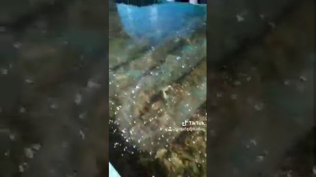 Живые раки смотреть онлайн