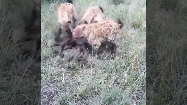 Гиены утащили детёныша буйвола перед стаей смотреть онлайн