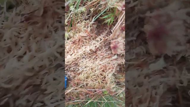 МОХ ДЛЯ МОИХ ОРХИДЕЙ! СПАСИБО, ЛЕСОВИК! смотреть онлайн