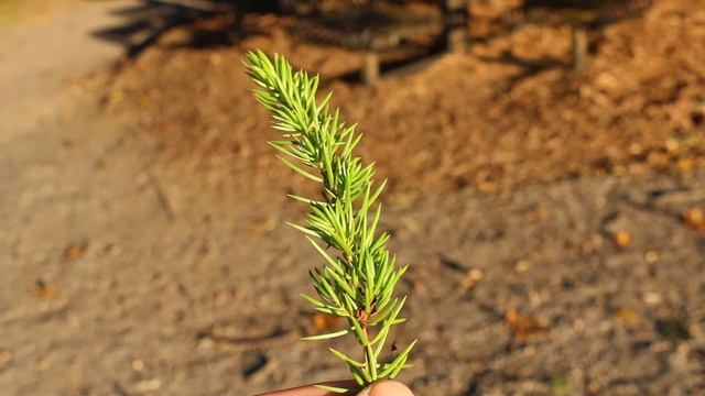 Shore juniper (Juniperus conferta) - Plant Identification смотреть онлайн