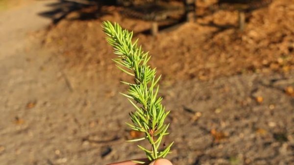 Shore juniper (Juniperus conferta) - Plant Identification
