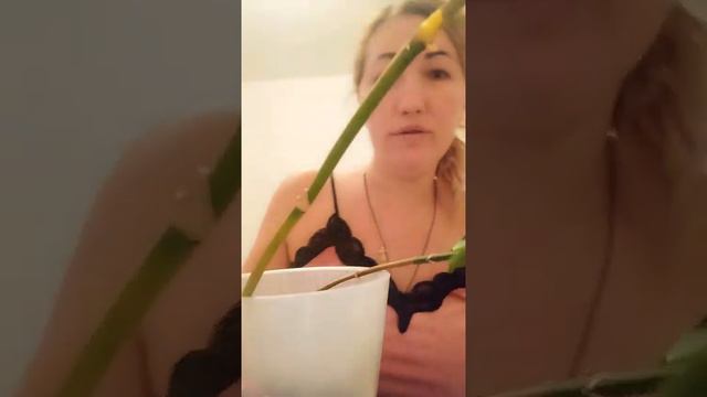 спасение детки орхидеи с умирающего цветоноса. Первый опыт😃продолжение следует смотреть онлайн