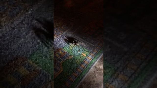Ночной гость - чилийский розовый птицеед смотреть онлайн