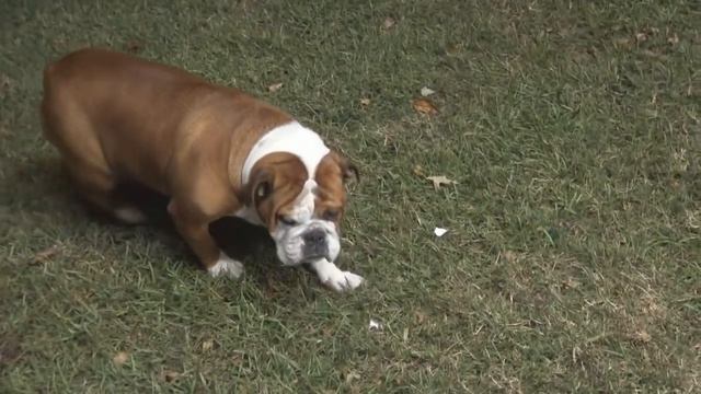 PARANORMAL ACTIVITY: GHOST HUNT IN THE NEW HOUSE смотреть онлайн