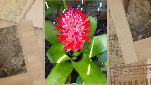 Бильбергия пирамидальная (Billbergia pyramidalis) смотреть онлайн