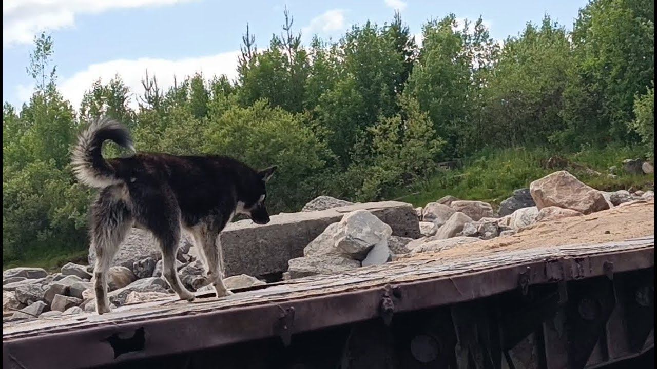 Купили велик | Плавательный ёж | Влог #116 смотреть онлайн