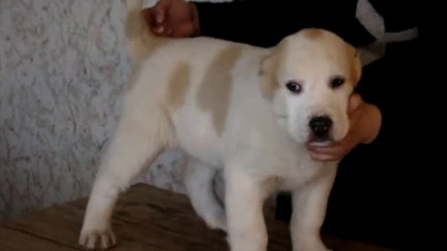 САО , КОБЕЛЬ БЛЕСК УРАЛА УРАГАН. 65 ДНЕЙ . ПРОДАЖА смотреть онлайн