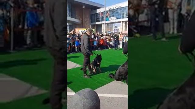 Фестиваль "DOGситикфест", Белгород, октябрь, 2021г. смотреть онлайн