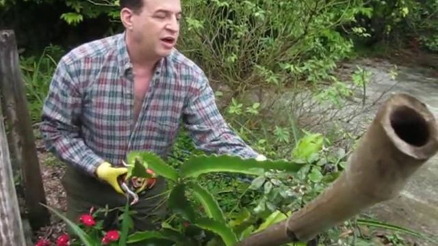 How to harvest a dragon fruit, pitaya Hylocereus смотреть онлайн