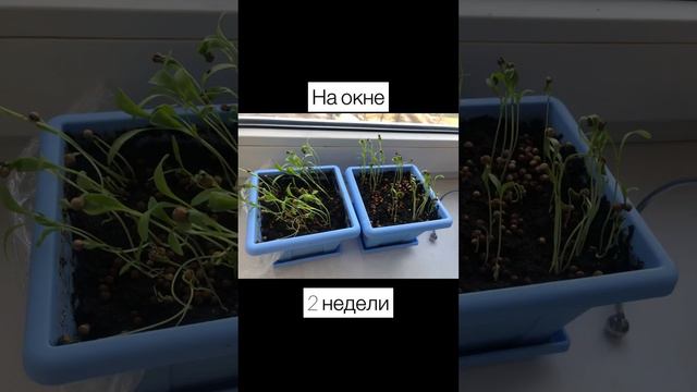 Как растет зелень под лампой смотреть онлайн