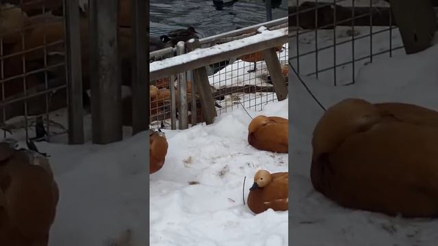 Смешные утки 🦆 #новыйгод #новыйгод2024 #новыйгодвдубае #newtrend #trendy #cocacola #эщкере #эщ смотреть онлайн