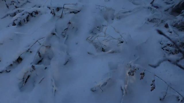 РАЗБОЙ - ПРОТИВОСТОЯНИЕ!БЕЛКУ НАДО?ЛОСЬ СОРВАЛ ПЛАНЫ. смотреть онлайн