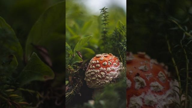Amanita Muscaris смотреть онлайн