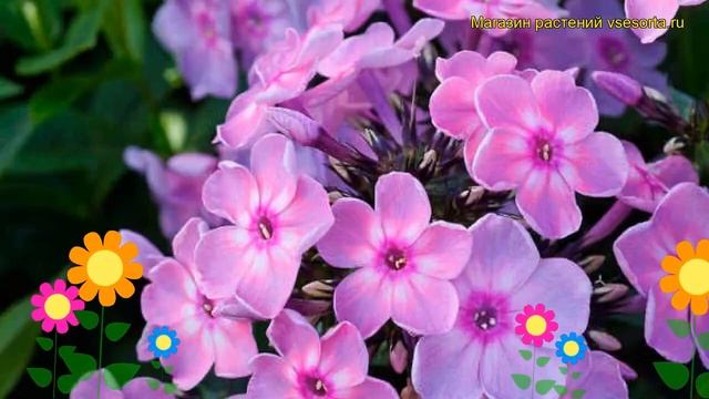 Флокс метельчатый Рейнбоу Данcер. Краткий обзор, описание phlox paniculata Rainbow Dancer смотреть онлайн