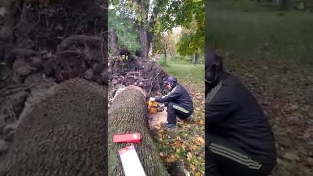 Partner 7000 Plus против Клёна канадского. Partner 7000 Plus vs Canadian Maple. смотреть онлайн