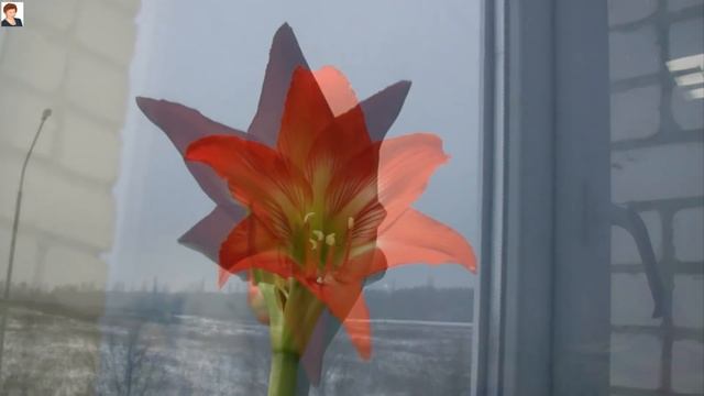 ГИППЕАСТРУМ от РОМАННЫ (Hippeastrum) (2) смотреть онлайн