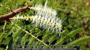 Мимоза Хостилис (Hostilis) — что за растение