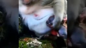 Обезьянка, роды