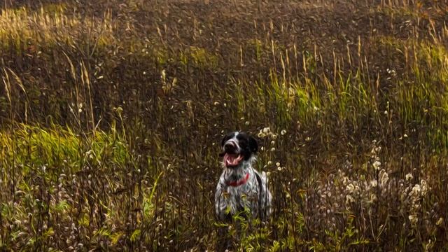 Охота на фазана в Калужской области. смотреть онлайн