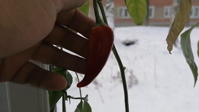 Перец - не берёза.... смотреть онлайн