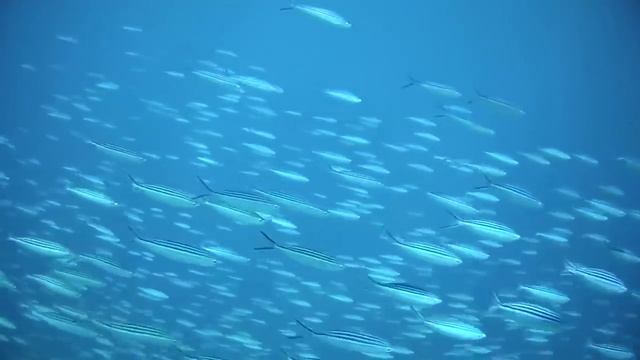 Отдых в Египте. Хургада. Zahabia village, all inclusive три звезды)) смотреть онлайн