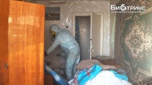 Как выглядит клоп : их шкурка,личинки,яйца и экскременты...