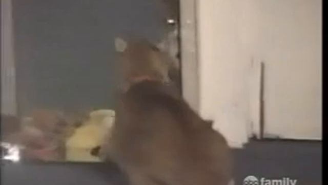 Crazy Cats-AFV-Bob Saget смотреть онлайн