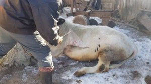 РЕДКИЙ БЫК  МОНБЕЛЬЯРД 450 КГ