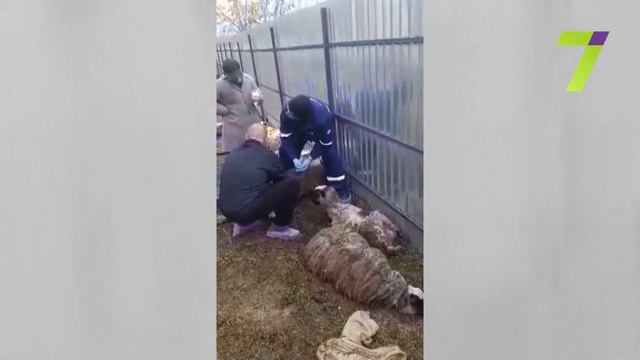 Спасение овец: их подарят новому владельцу смотреть онлайн