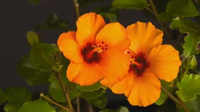 saniya Nursery king of patna hibiscus flowers pune смотреть онлайн