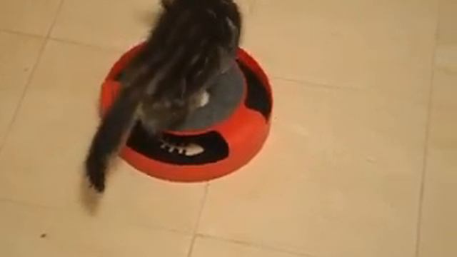 Котёнок Манчкин хорошо растёт и радует свою маму Манчкин. смотреть онлайн